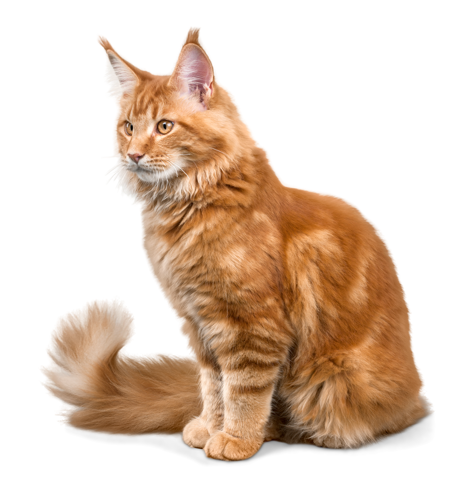 Veterinarian Consulting